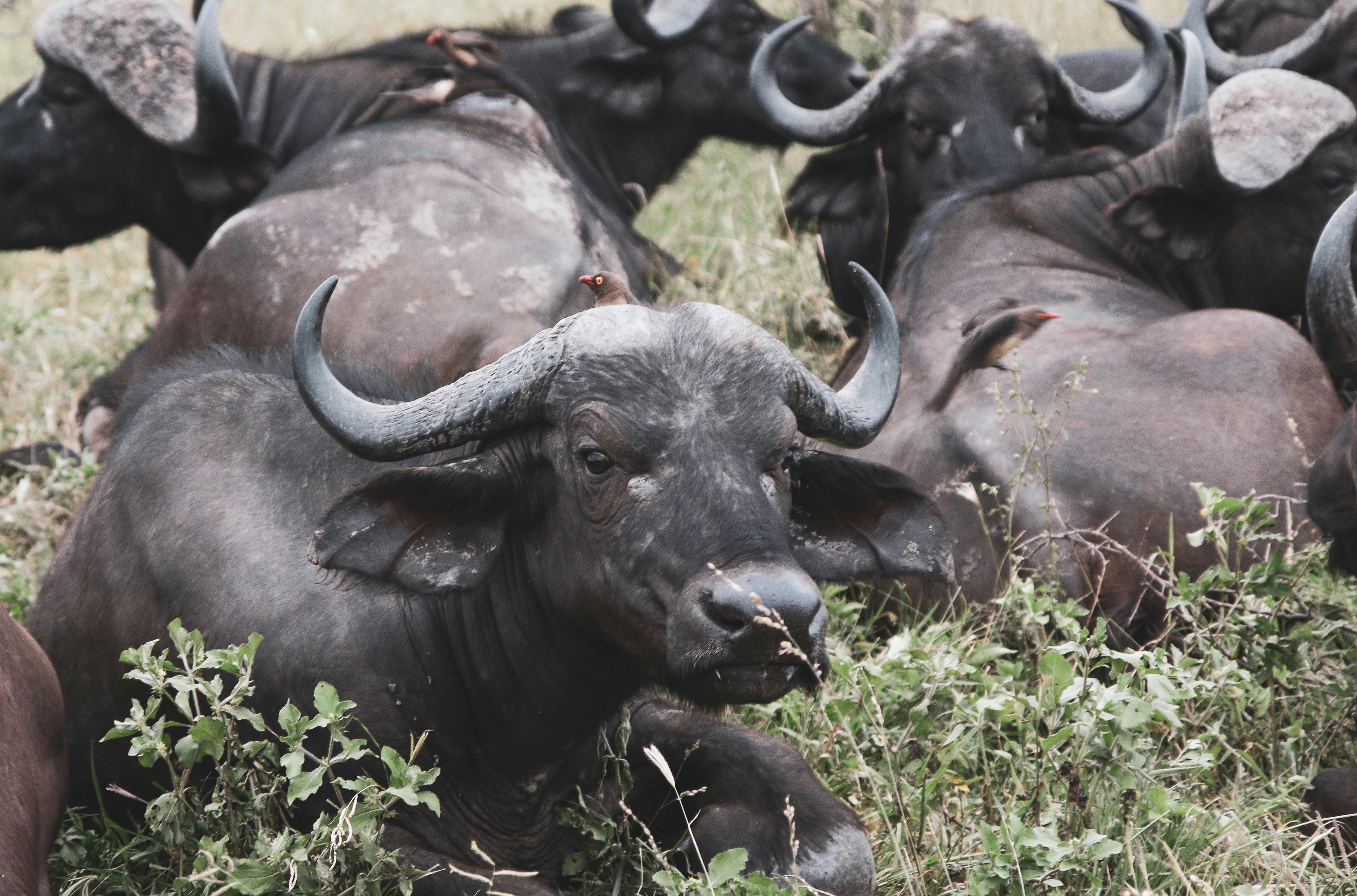 black water buffalo on green grass field during daytime